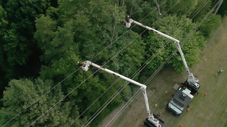 Stonybrook, PA Tree Services Company